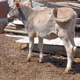 şwes tohum tuwe bilen okuz