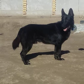 Овчарка (жених)