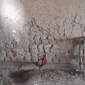 Fazan.Sülgün.Ýawany towuk