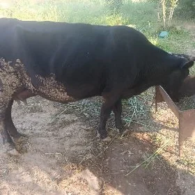 СЫГЫР   ГОЛЕЛИ