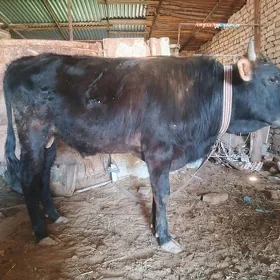 ökuz byr ýarym ýaşn