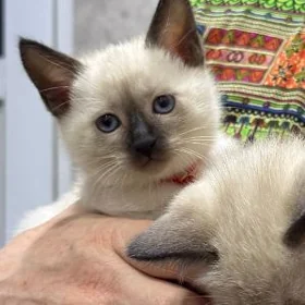Сиамские котята