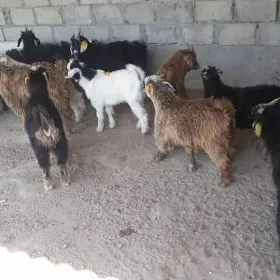 Cebiş cykan owlaklar