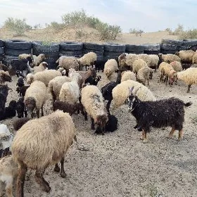 guzly goýun geçiler