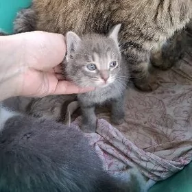 КОТЁНОК МАЛЬЧИК