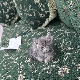 pisik котёнок