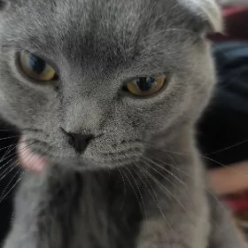 кот шотландская веслоуха