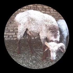 tohumlyk tùrkmen goçy