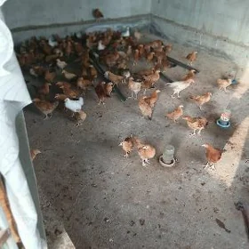 3 aylyk juyje yzgant