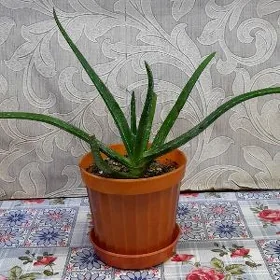 Алоэ Вера