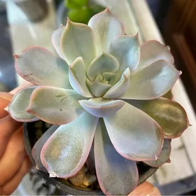 каменные розочки