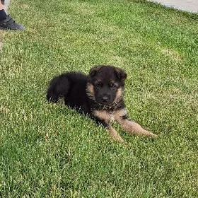 Щенок немецкой овчарки