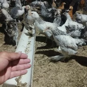 arassa balgar paroda