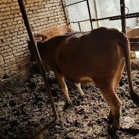 Сатлык унажынлар!