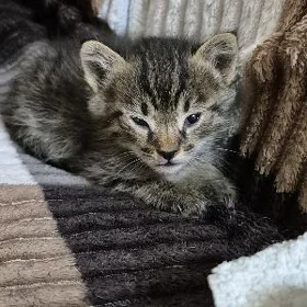 СРОЧНО отдадим котёнка