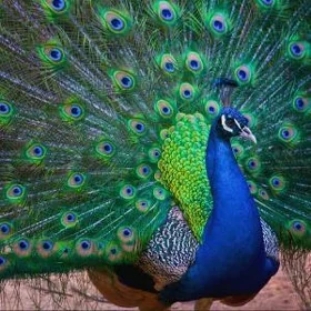 tawus gusun yumurtgasy