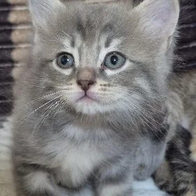 Отдадим котёнка