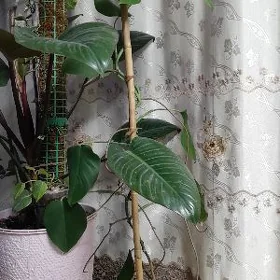 öý gűlleri ( домашние цветы)