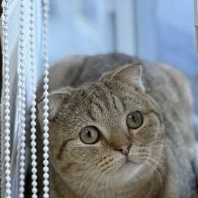 oy haywany (șatlandskiy ) mugt