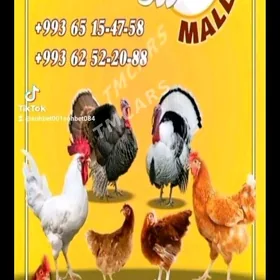 towuk,juyje,horaz,induk,bedene