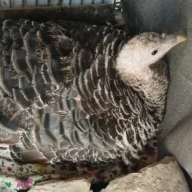 kurk induk ýumurtgasy ba