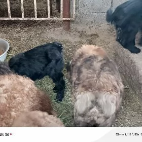 ой хайванлары