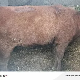 ой хайванлары