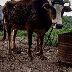 7bas öküz tuwe sygyr