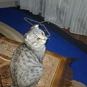 Вислоухий кот