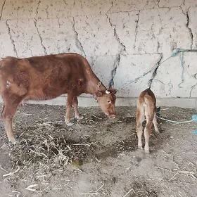 tàzeje guzlan tanaly sygyr