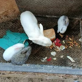 Продам кралей Мама и дети