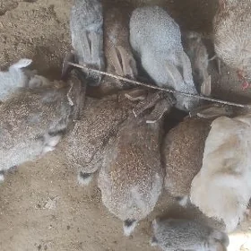 товшан кролик