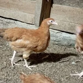 𝙟𝙪𝙟𝙚 𝙩𝙤𝙫𝙪𝙠