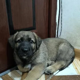 щенок мальчик