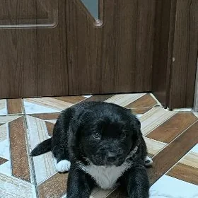 мальчик щенок