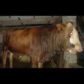 ÖKUZ KELEK SIMENTAL BEYIK