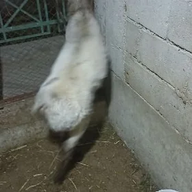 Semizje işşek goýun