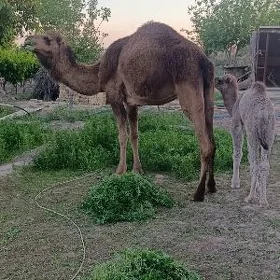 кошекли дуйе