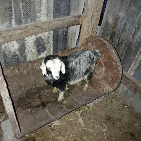 Gysyr gechi Ýetim owlak