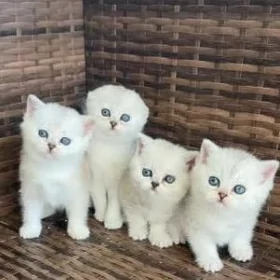 Шотландский Котята Pisik