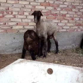 Guzuly Goýunlar 2 Sany