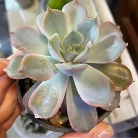 каменные розочки