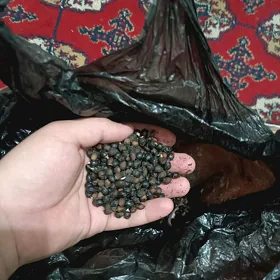 palma agajynyñ tohumy