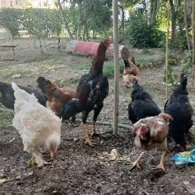 brama baýsy towṣan kepderi