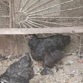 Brama mıtıs