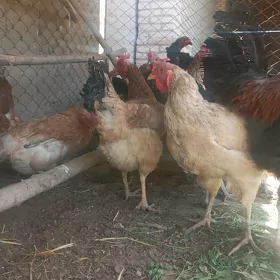 Gigant Гигант Towuk