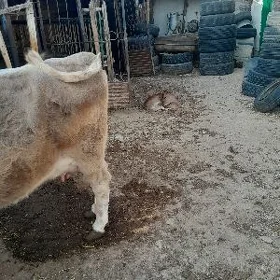 сыгыр голели