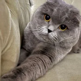 Pişik vislauha şatlant