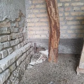 kurkan indiuk