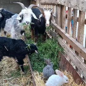 Owlakly geci bn towsan